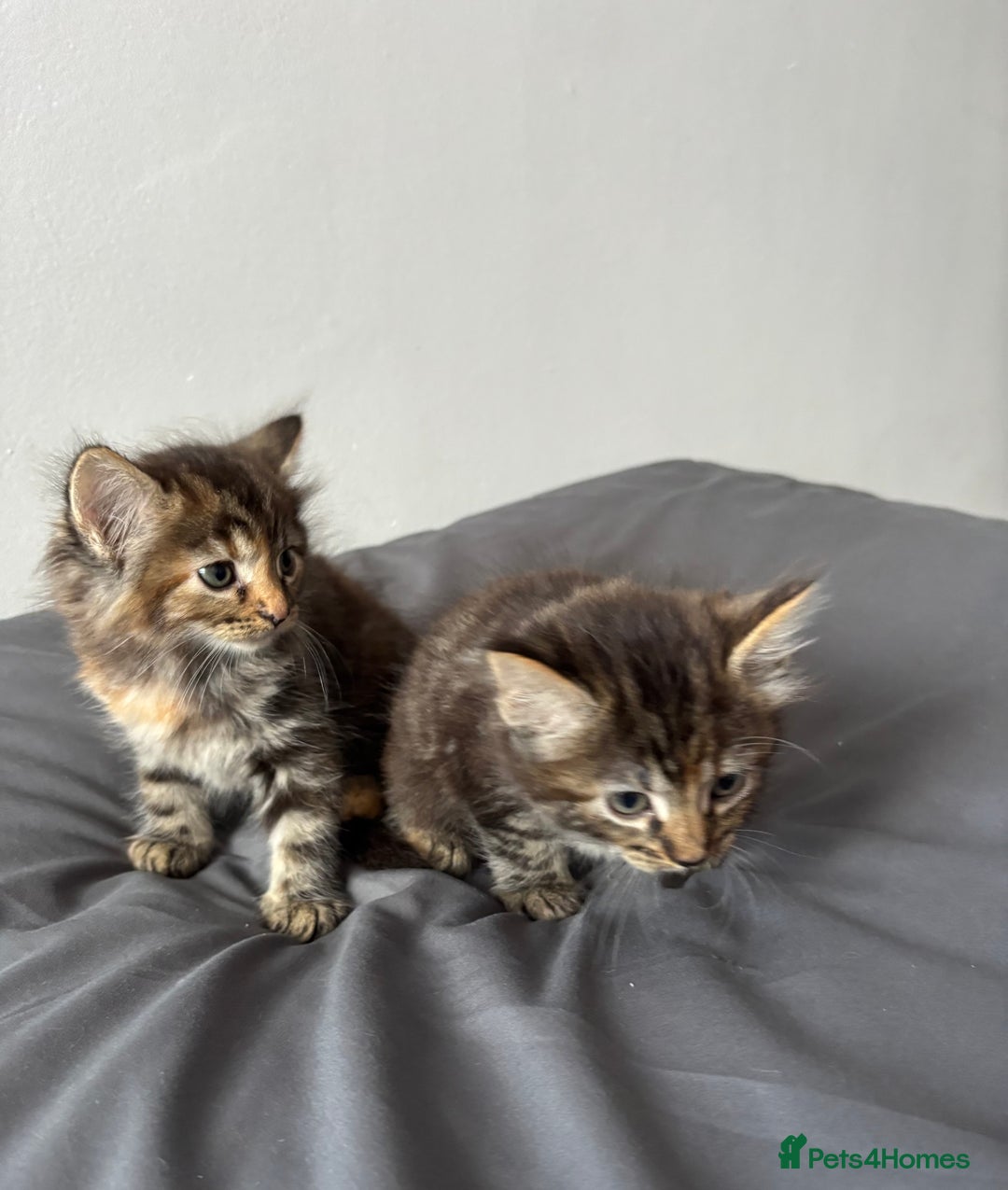 British Longhair cats for sale: 3 kittens looking for new home - Image 9