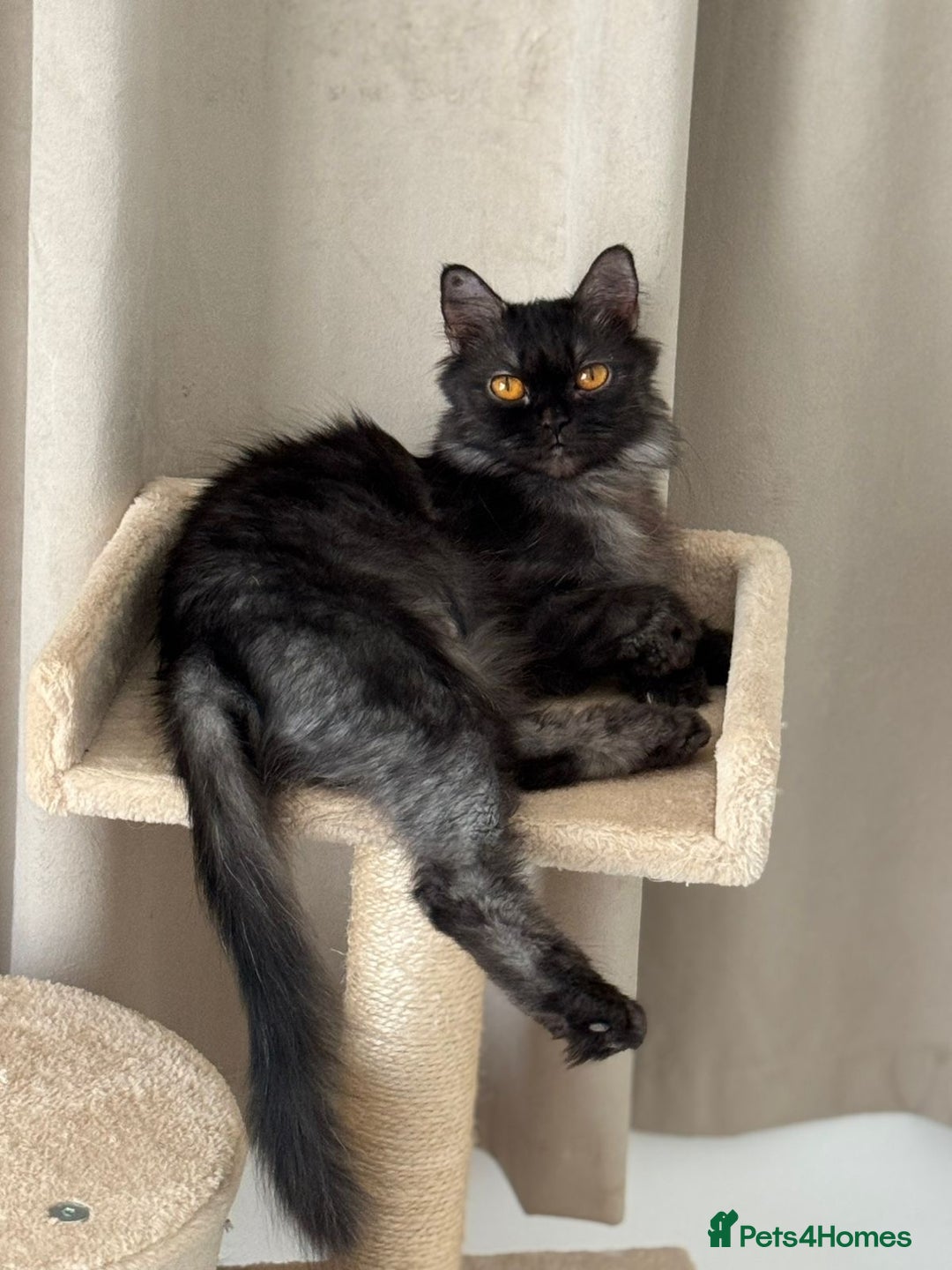 Mixed Breed cats for adoption: Beautiful grumpy-face Elba is a lovebug  - Image 11