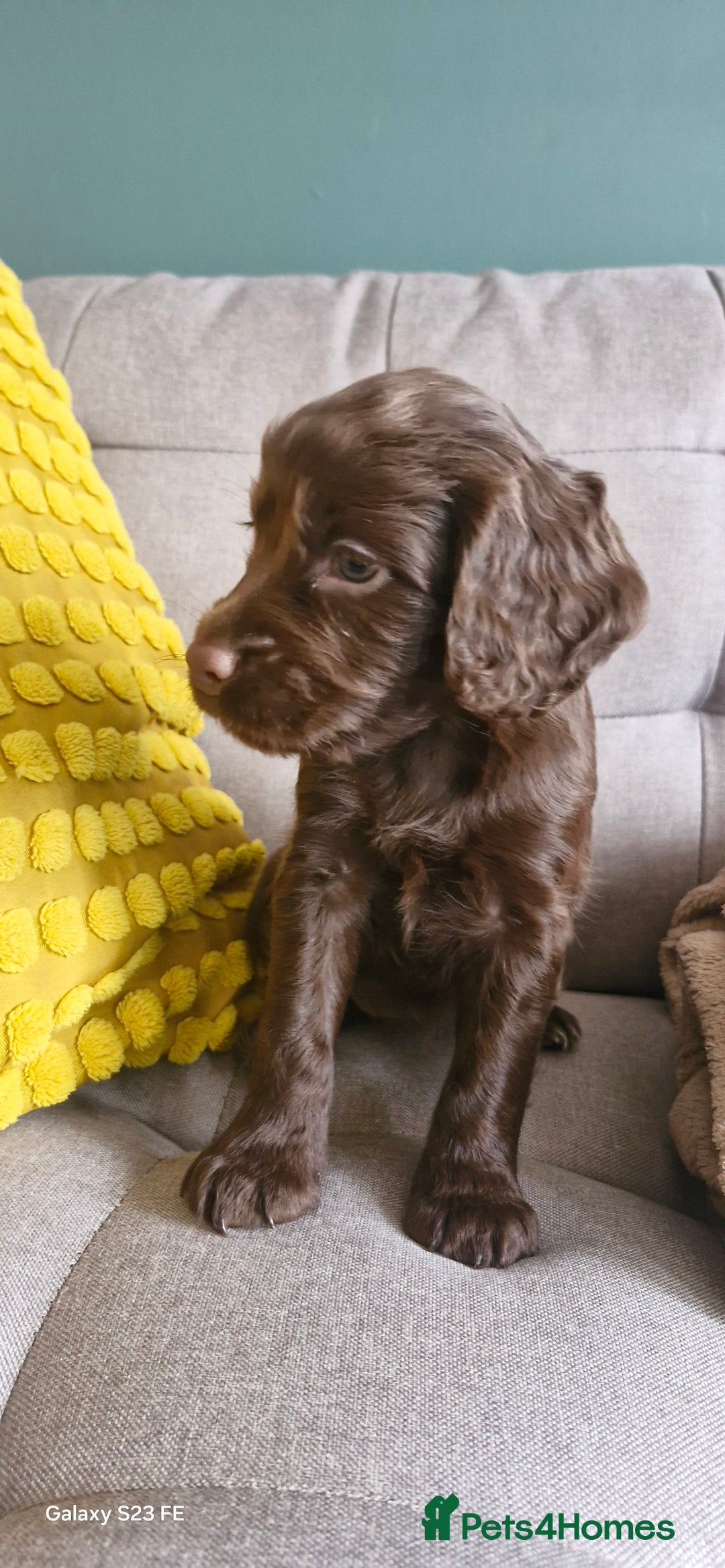 Cocker Spaniel dogs for sale: 5 Beautiful working cocker spaniel puppies  - Advert 18