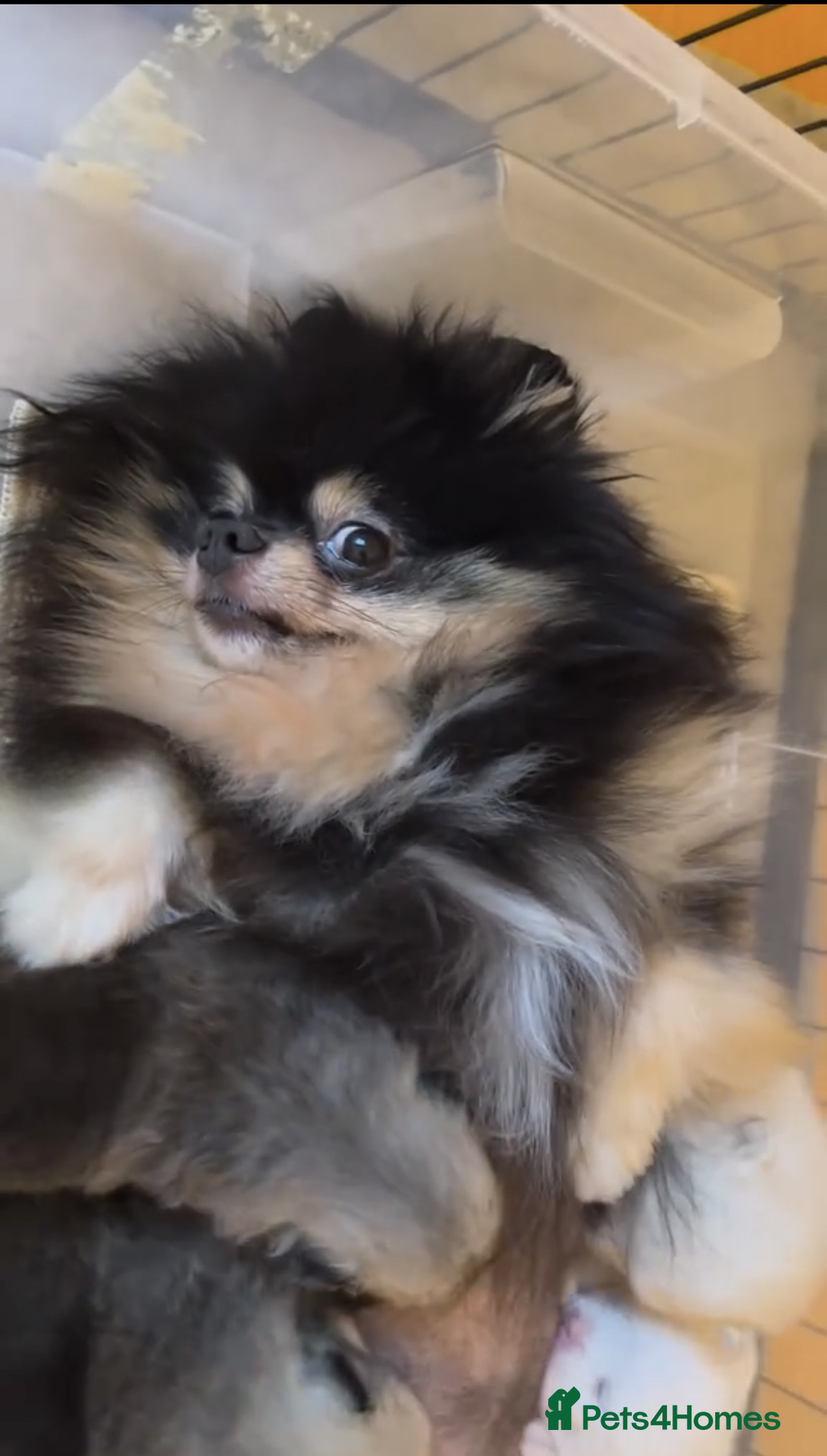 Pomeranian dogs for sale: Beautiful original pomeranians - Image 6
