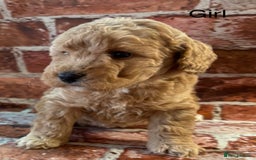 Cockapoo dogs for sale: Cockapoo Puppies – Well Socialised and beautiful  - Advert 11