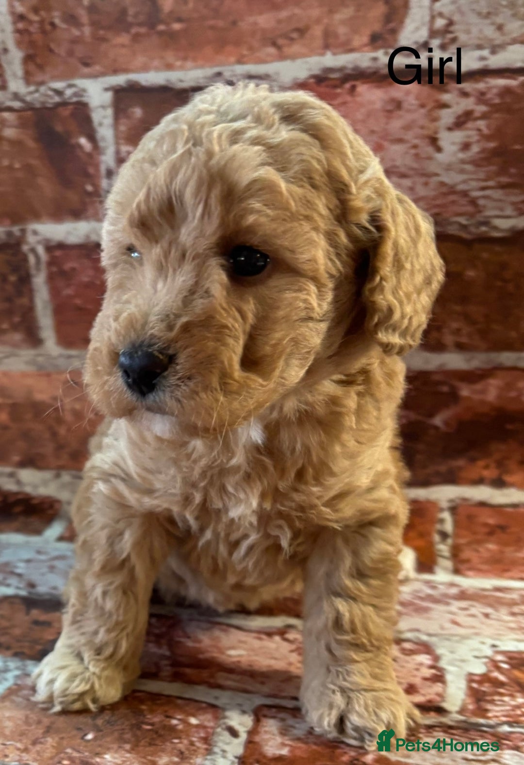 Cockapoo dogs for sale: Cockapoo Puppies – Well Socialised and beautiful  - Advert 11