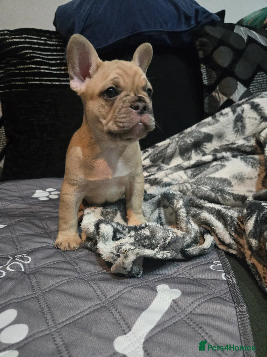 French Bulldog dogs for sale: 2 Frenchie pups ready 1 week - Advert 3
