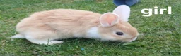 Mixed Breed rabbits for sale: Mini loped crossed lion head rabbits  in Merthyr Tydfil - Advert 3