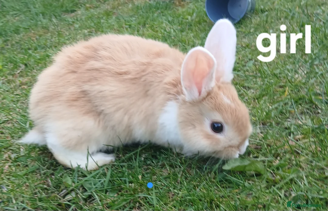 Mixed Breed rabbits for sale: Mini loped crossed lion head rabbits  in Merthyr Tydfil - Advert 3