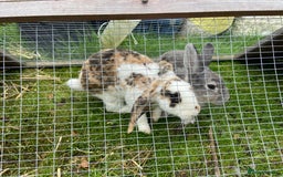 English Lop rabbits for sale: 3 free bunnies looking for their new home! - Image 3
