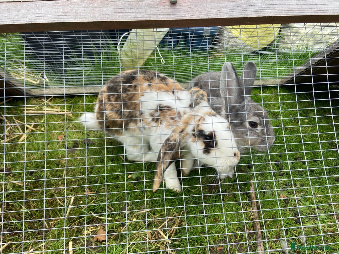 English Lop rabbits for sale: 3 free bunnies looking for their new home! - Image 3