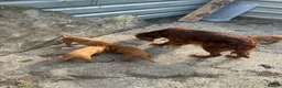 Mixed Breed dogs for sale: Red setter x labrodor - Advert 11