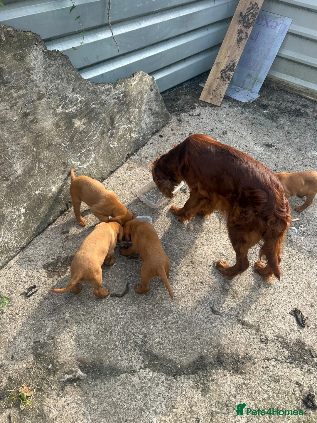 Mixed Breed dogs for sale: Red setter x labrodor - Advert 11