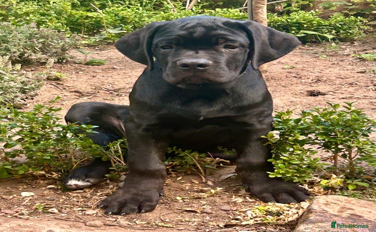 Cane Corso dogs in Newark - Advert 4
