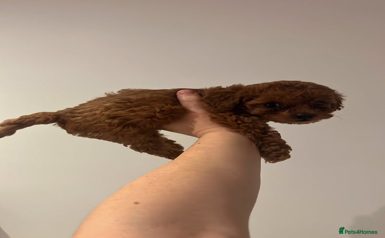 Toy Poodle dogs - Advert 2