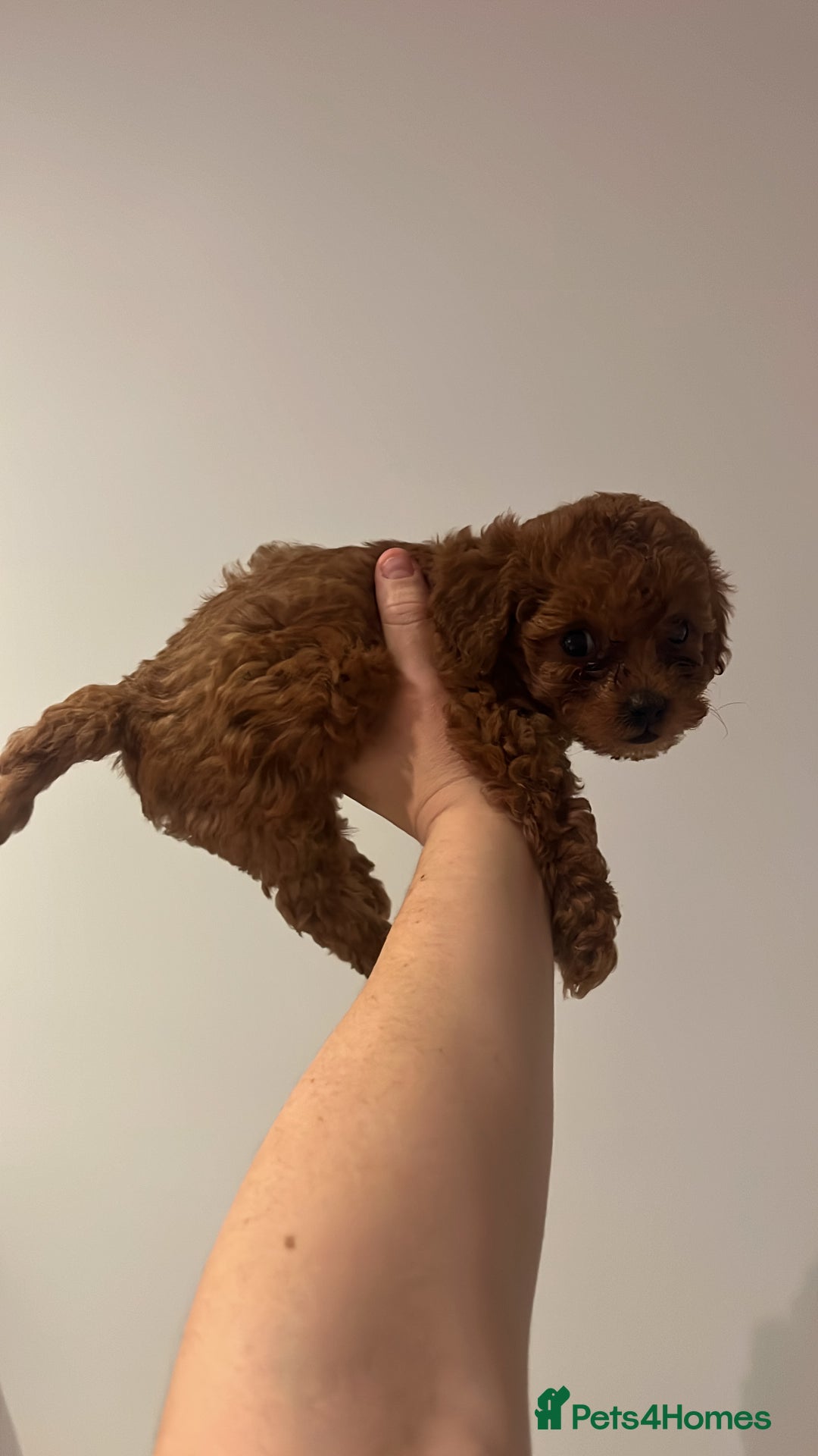 Toy Poodle dogs for sale: Teddy bear red asian/toy poodle puppies 🧸  - Advert 8