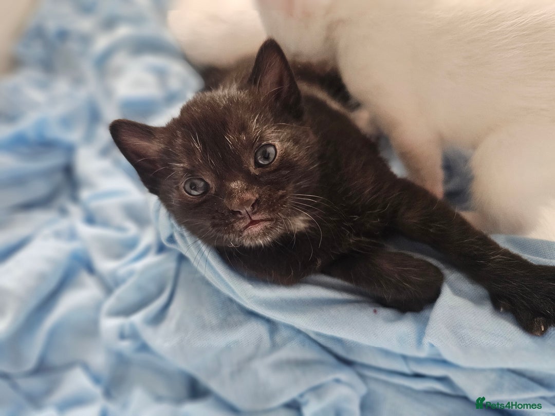 Mixed Breed cats for sale: Kittens Available to Reserve - Image 5