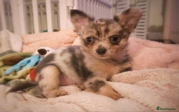 Chihuahua dogs for sale: Merle Chihuahua Puppies Longhaired Apple-head - Advert 7