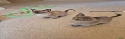 Burmese cats for sale: Stunning Pedigree Burmese Kittens - Advert 20