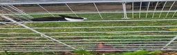 Mixed Breed rabbits for sale: They are really friendly rabbits. 💞 - Advert 18