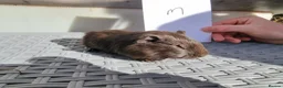 Guinea Pig rodents for sale: Baby Guinea Pigs  in Usk - Advert 16