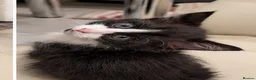 Mixed Breed cats for sale: 🐾 3 Kittens Looking for Their Forever Homes 🐾 - Advert 3