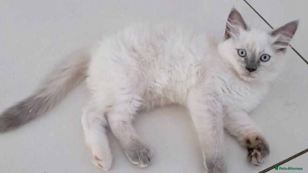 Ragdoll cats for sale: Gorgeous Ragdoll kittens for great homes - Advert 6