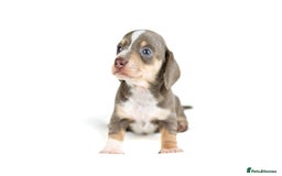 Miniature Dachshund dogs for sale: Miniature dachshund puppies  - Advert 9