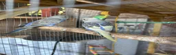 Budgerigars birds for sale: Budgerigar in Staines - Advert 7