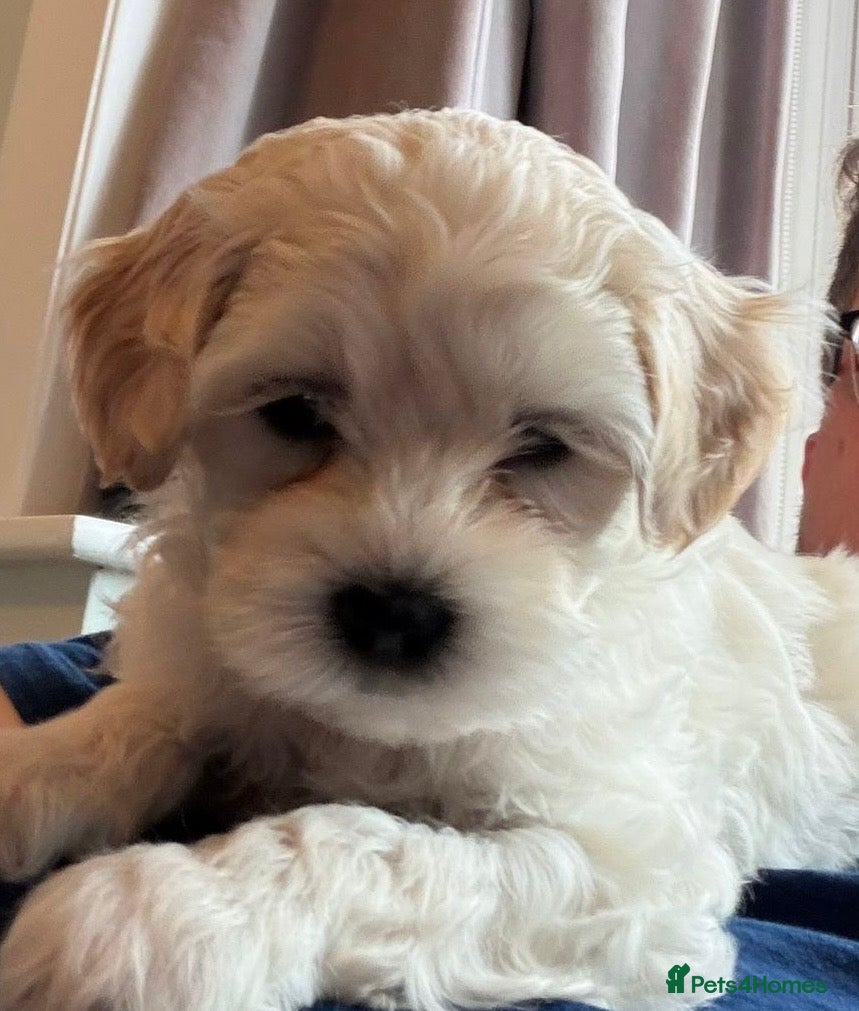 Maltipoo dogs mini maltipoo male pups, cream and apricot  - Advert 13