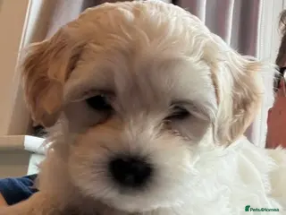 Maltipoo dogs mini maltipoo male pups, cream and apricot - Advert 13