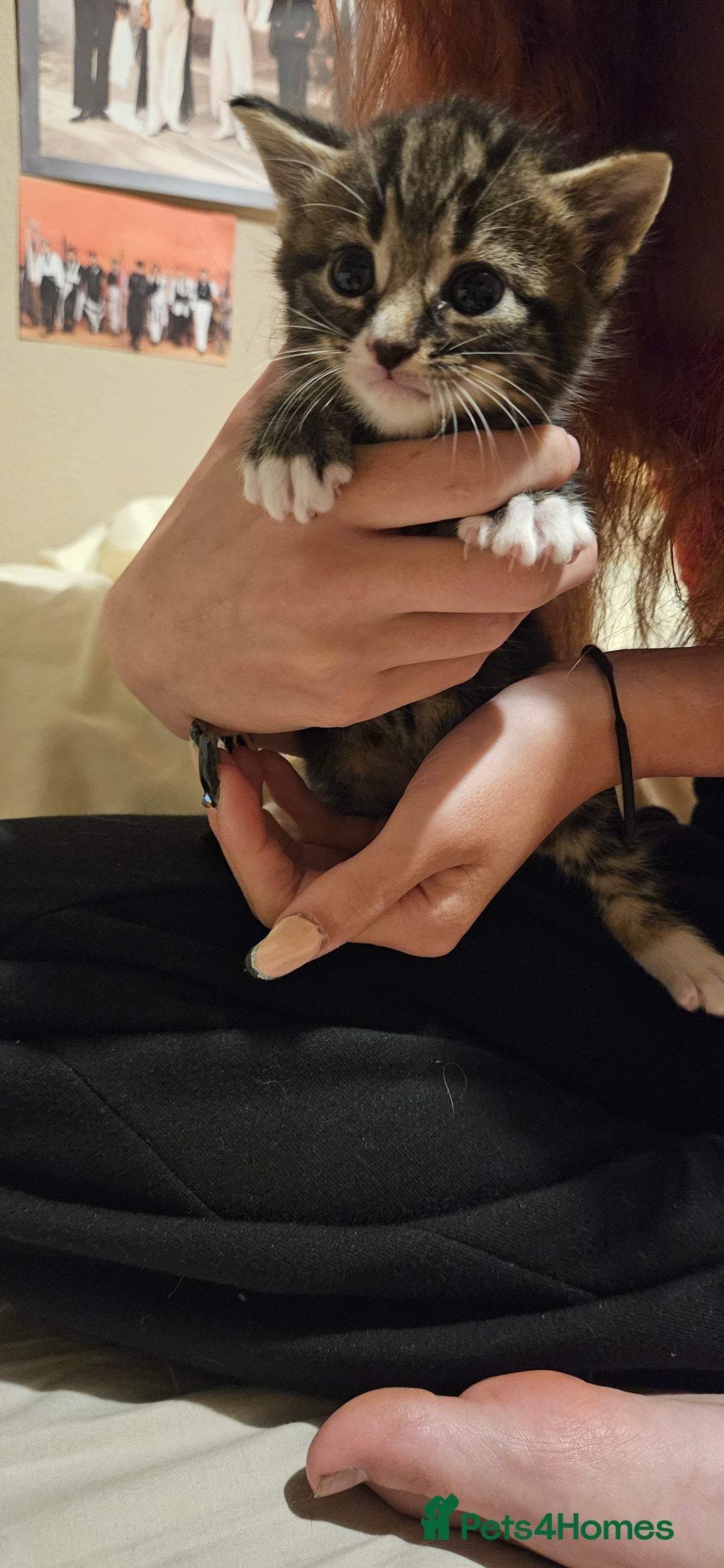 Mixed Breed cats for sale: Mixed breed kittens - Image 2