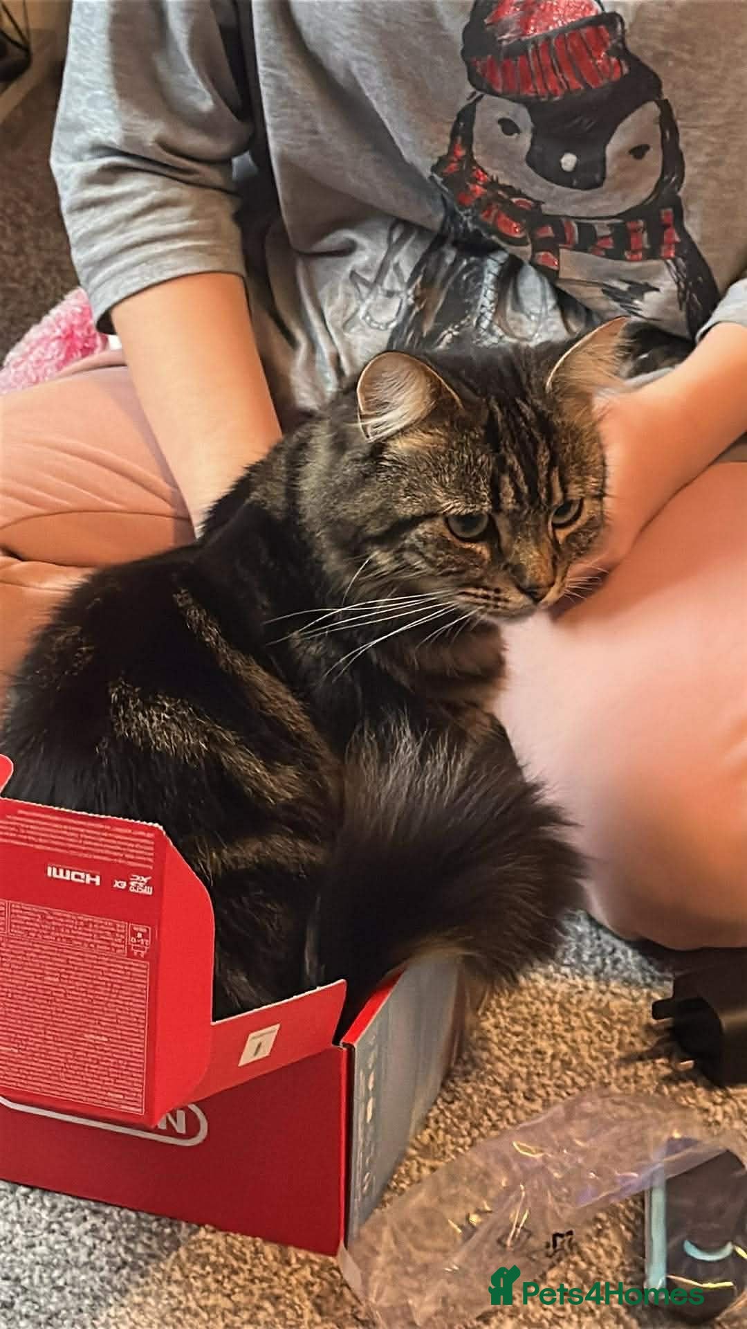 Mixed Breed cats for sale: Main coon cross  - Advert 5