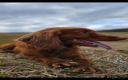 Cocker Spaniel dogs for sale: Health tested working cocker spaniels  - Image 26