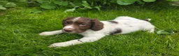 English Springer Spaniel dogs for sale: Kc reg ready now. English springer spaniel puppies - Advert 9