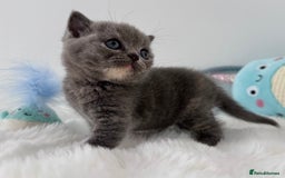 British Shorthair cats for sale: GCCF registered blue tortoise female kitten - Image 5