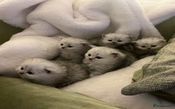 Persian cats for sale: Persian chinchilla kittens - Image 6