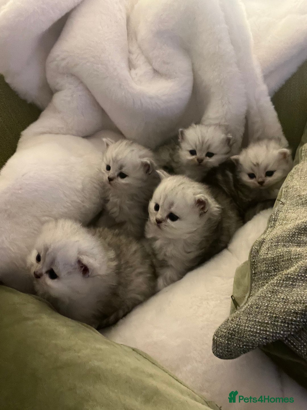 Persian cats for sale: Persian chinchilla kittens - Image 6