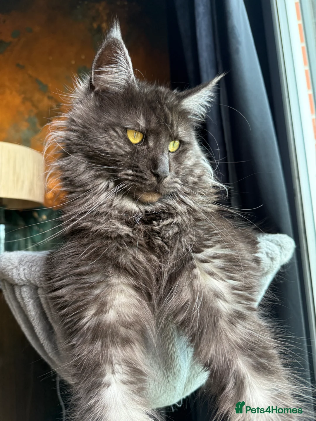 Maine Coon cats for sale: Maine Coon  - Advert 2
