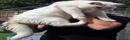 British Shorthair cats for stud: 🤍 PROVEN White British Shorthair Stud Service 🤍 - Advert 4