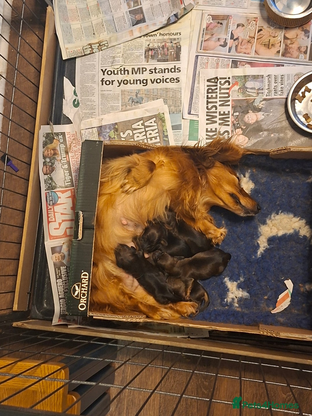 Miniature Dachshund dogs for sale: Miniature Long Dachshund Puppies  - Image 7