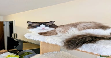 Ragdoll cats - Advert 5