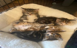 British Longhair cats for sale: 4 Beautiful tabby kittens - Image 18
