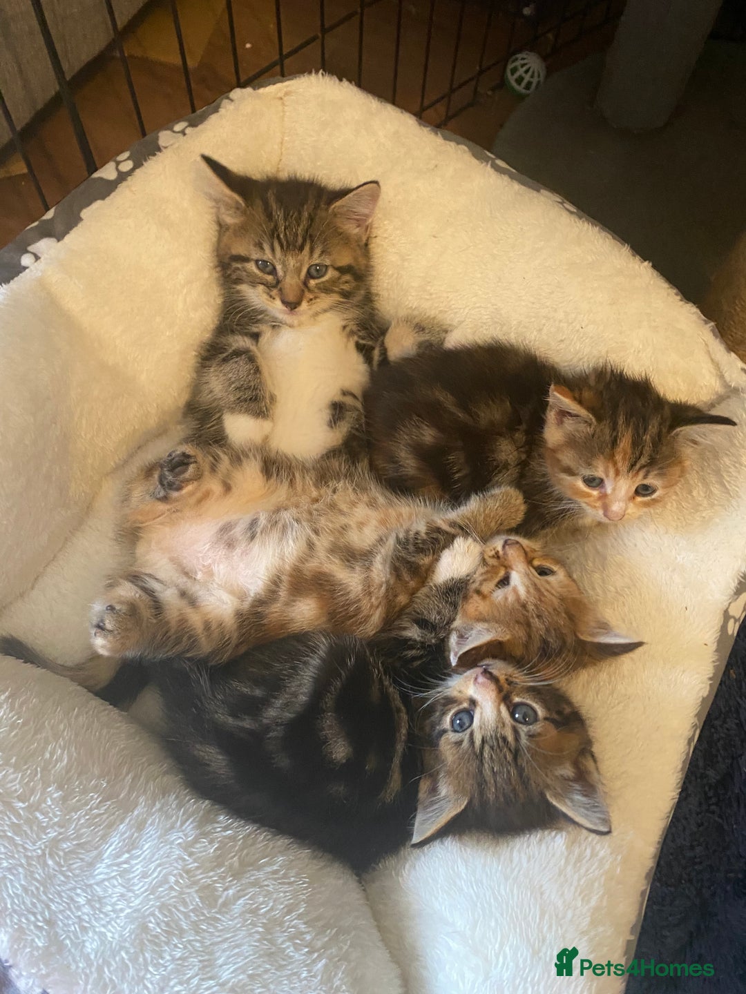 British Longhair cats for sale: 4 Beautiful tabby kittens - Image 18
