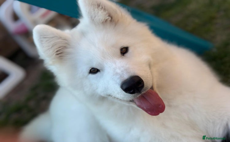 Samoyed dogs - Advert 4