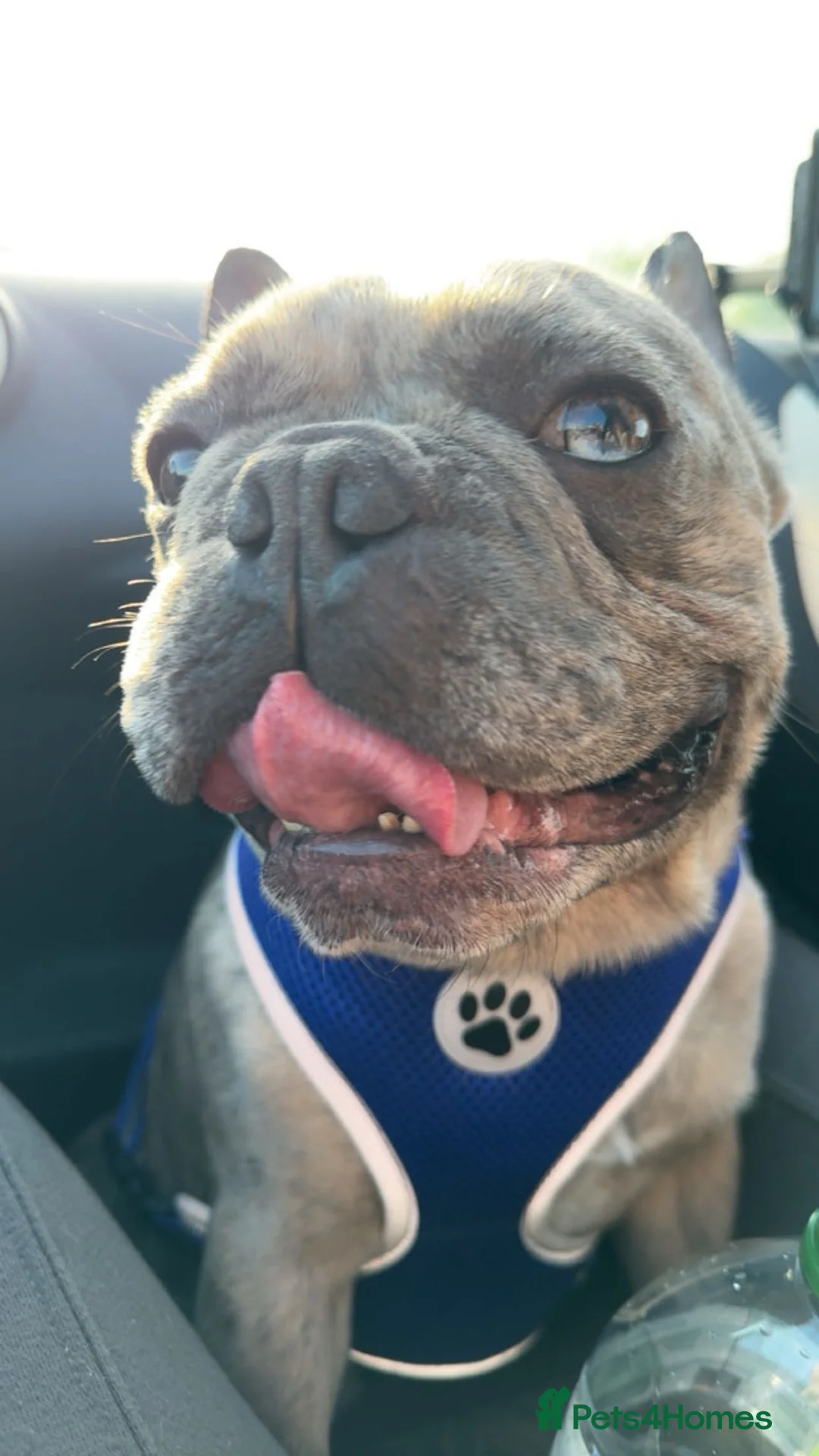 French Bulldog dogs for sale: 4 year old frenchie  - Advert 1