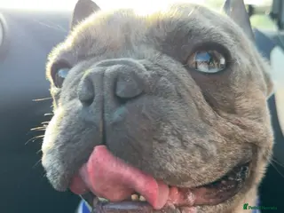 French Bulldog dogs 4 year old frenchie - Advert 1