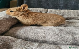 Netherland Dwarf rabbits for sale: Red Agouti Netherland Dwarf girl - Advert 6