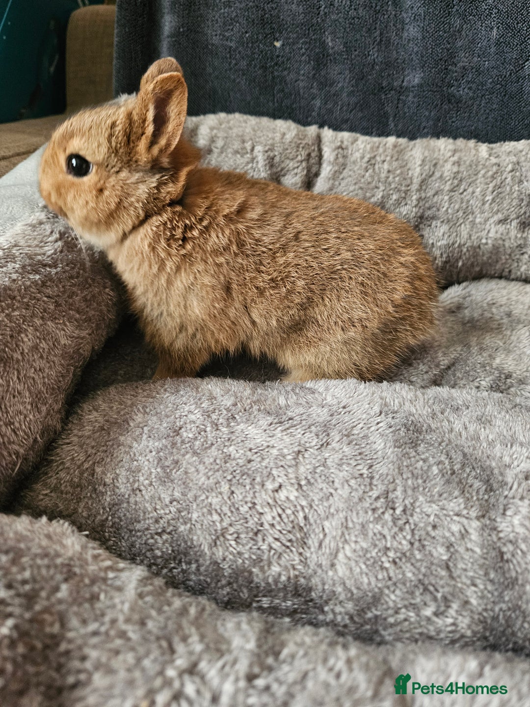 Netherland Dwarf rabbits for sale: Red Agouti Netherland Dwarf girl - Advert 6