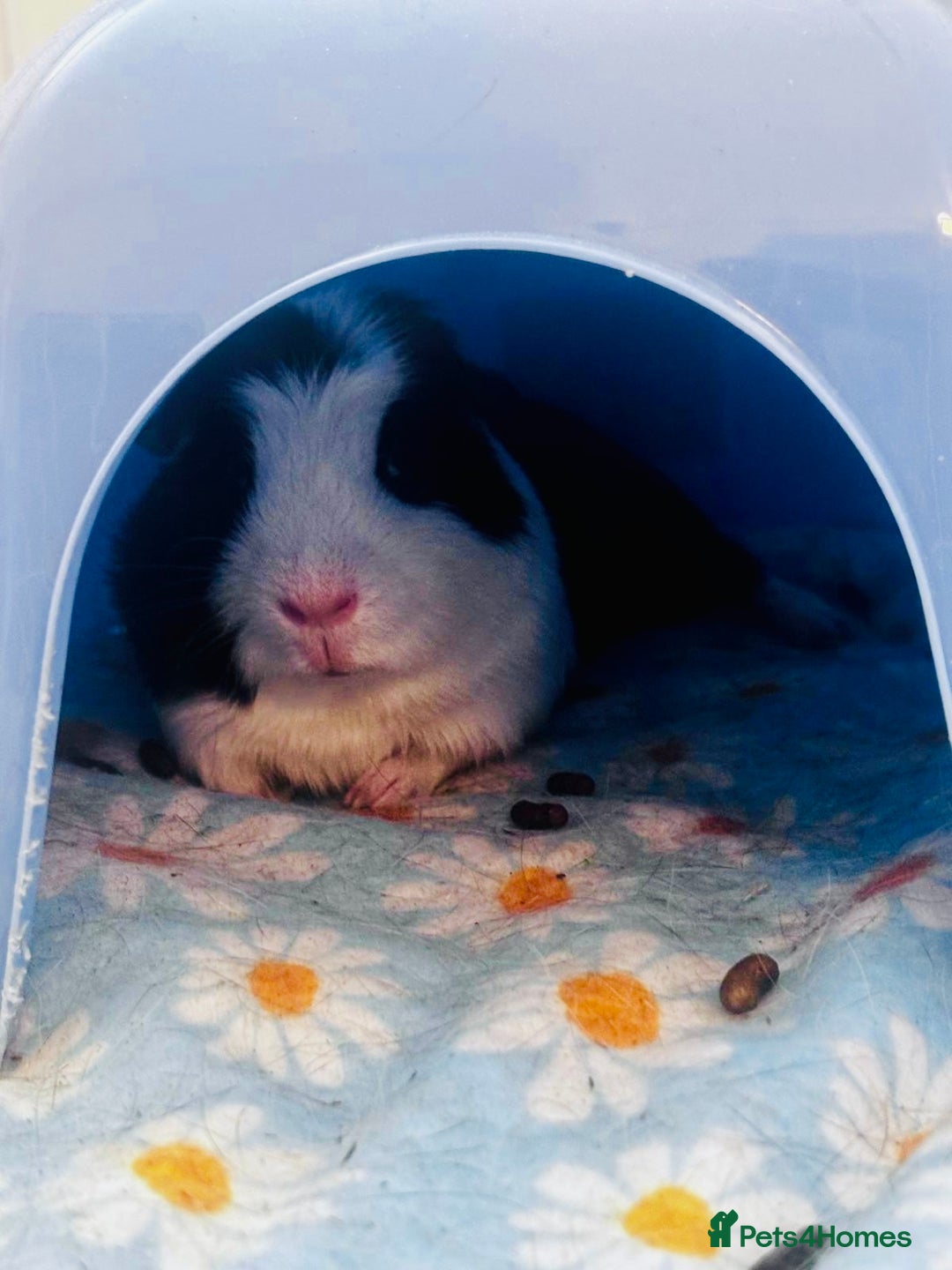 Guinea Pig rodents for sale: Pair of male guinea pigs, both 7 months old - Advert 5