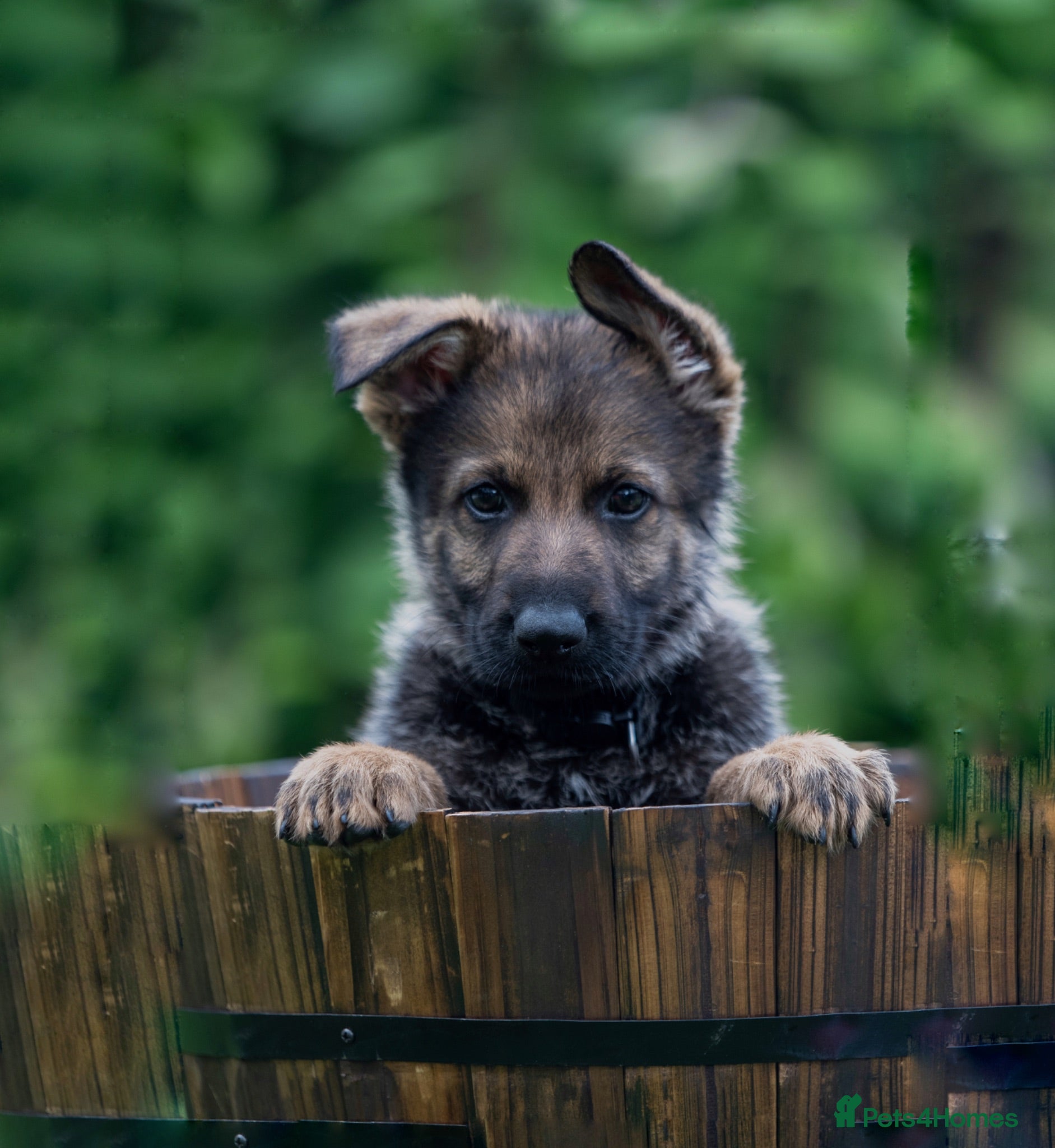 German Shepherd dogs Health tested MALE Czech German shepherd puppies - Advert 7