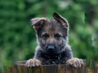 German Shepherd dogs Health tested MALE Czech German shepherd puppies - Advert 7