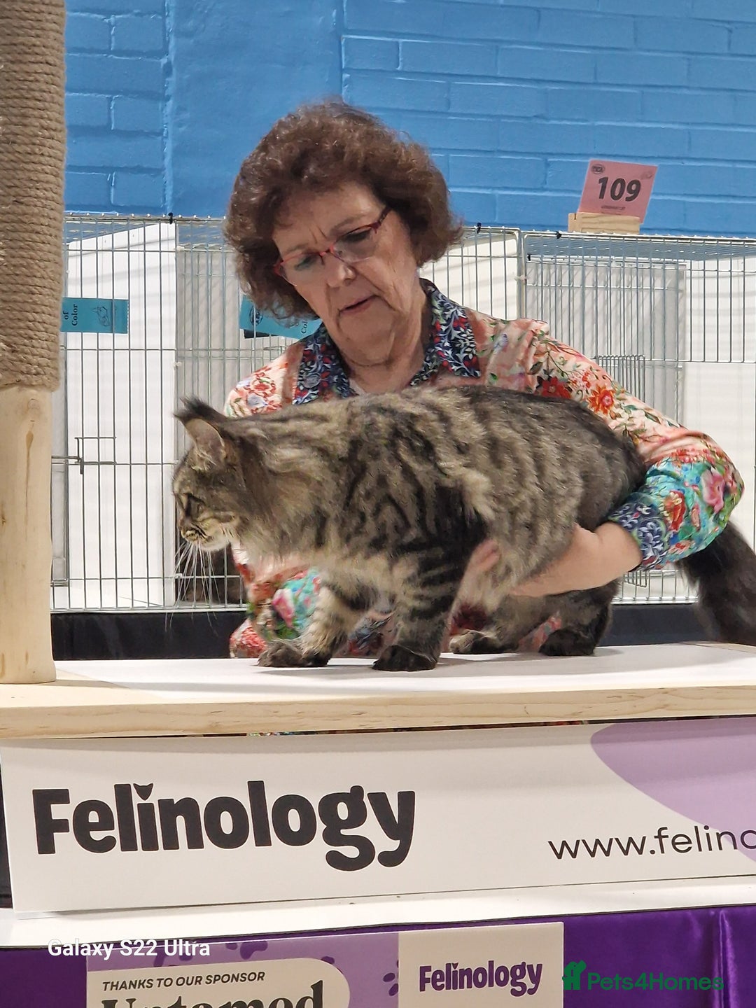 Maine Coon cats for sale: 🎀Females- MAINE COON🎀 - Advert 4