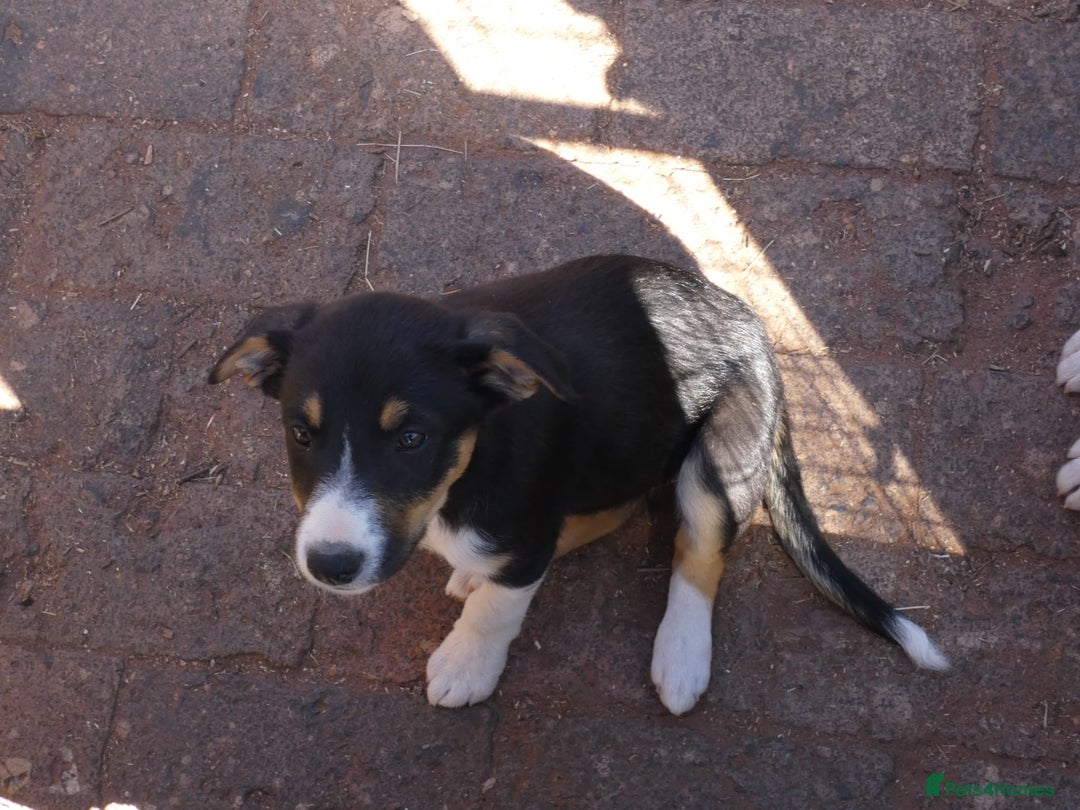 Border Collie dogs for sale: Red, and blue merle, tri, b/w collies farm reared - Image 11